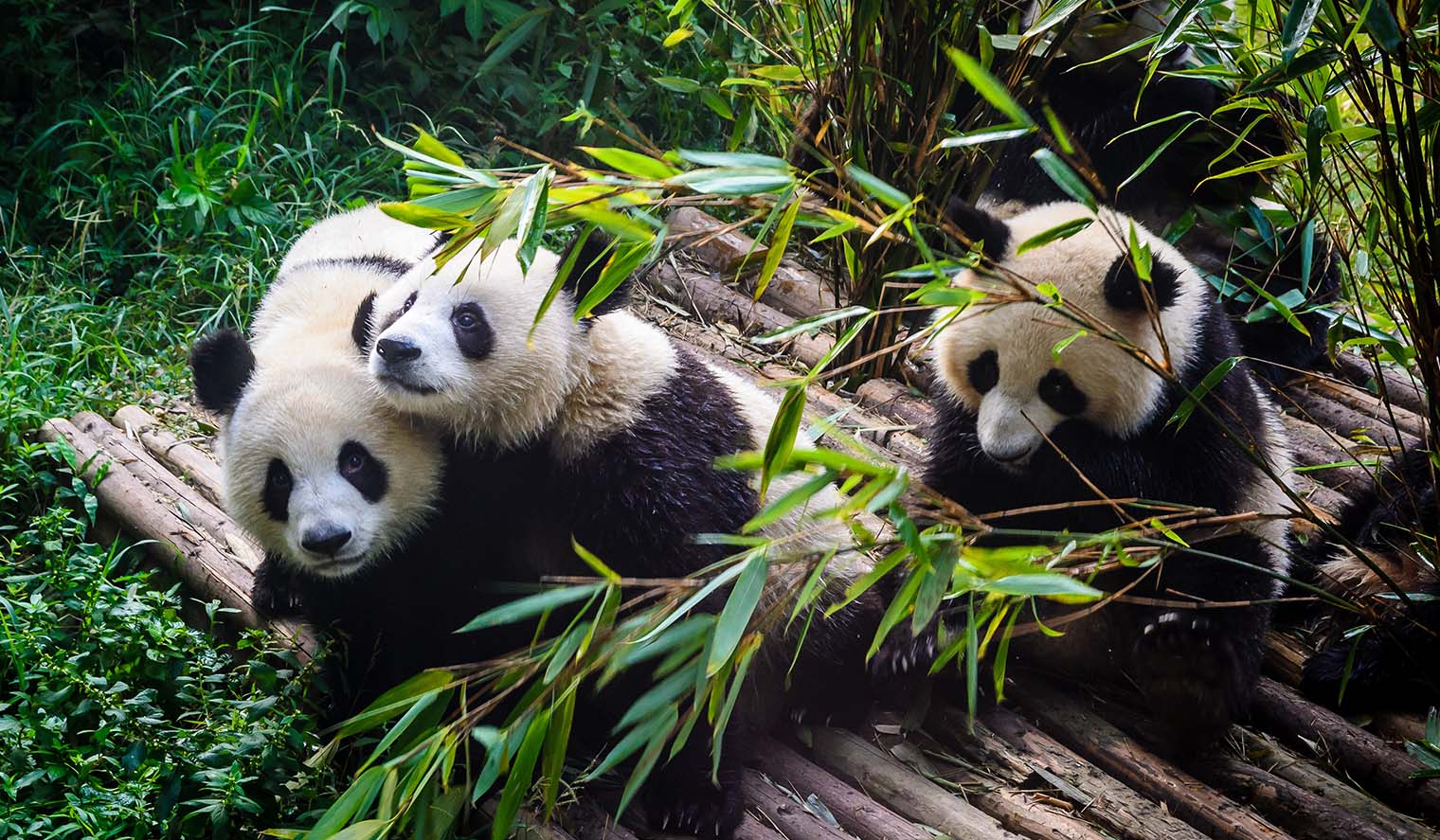 Panda in Aufzuchtsstation Chengdu China