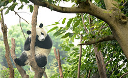 Chengdu