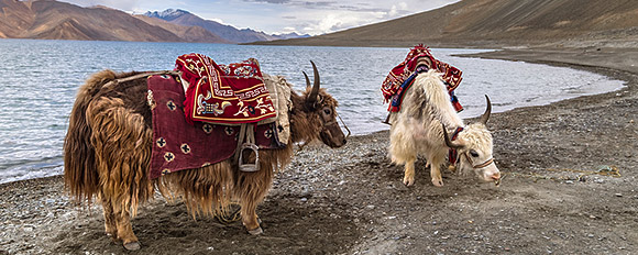 Entdecken Sie die Schönheit der tibetischen Landschaft auf einem Yak Trekking

