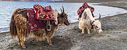 Trekking mit Yaks