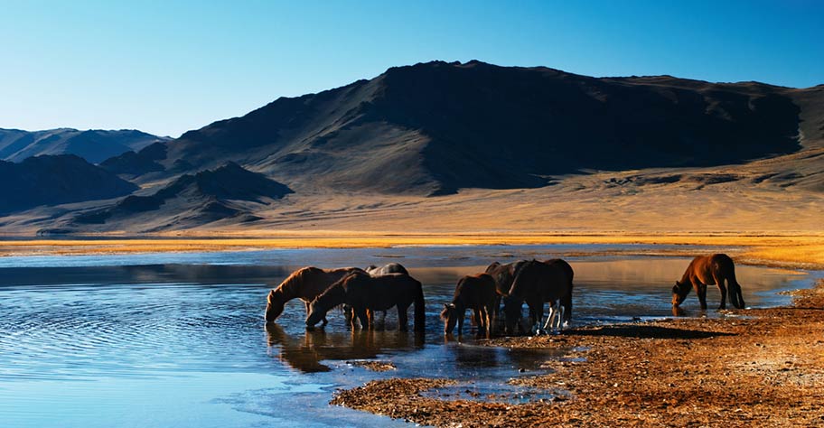 Mongolei Reisetipps Pferde Wildnis