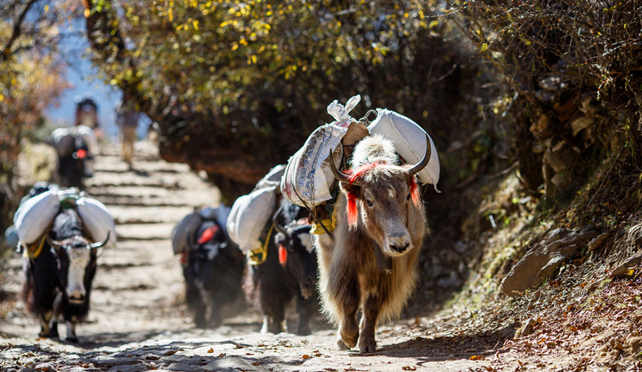 Yak Wanderungen in Tibet Yak Wanderung in Tibet günstige Angebote für Rundreisen