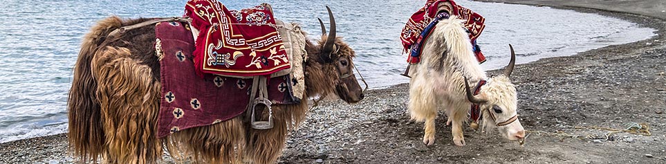 Trekking mit Yaks