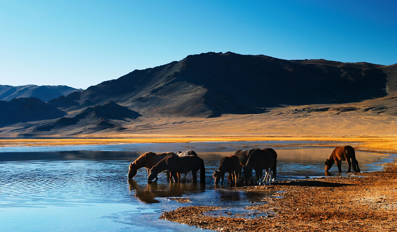 Mongolei Reisetipps Pferde Wildnis
