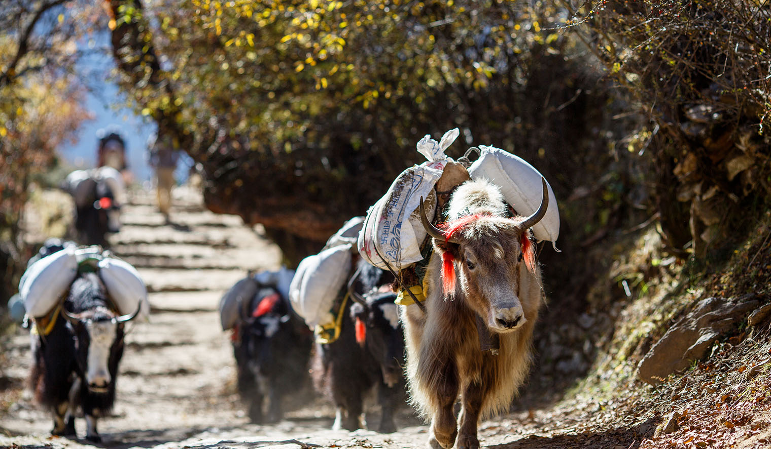 Yak Wanderung in Tibet auf Rundreisen