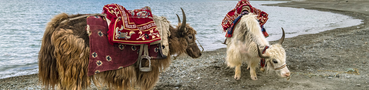 Trekking mit Yaks